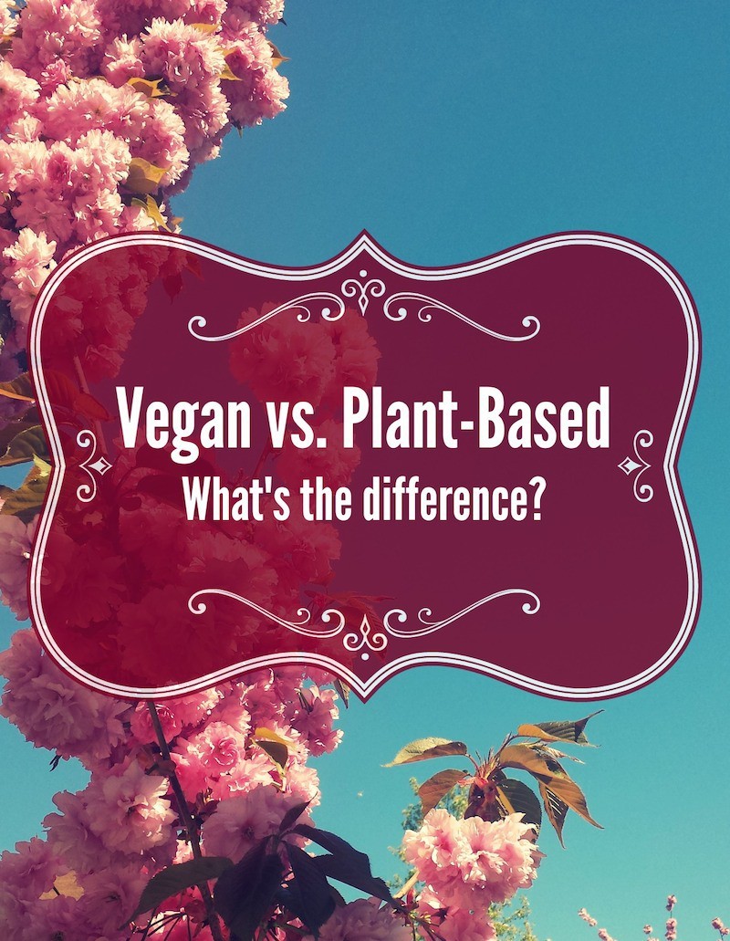 15 Incredible Vegan Vs Plant Based Diet Best Product Reviews 9294